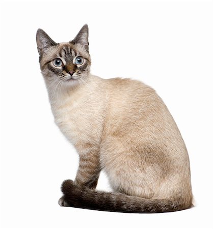 Crossbreed between a siamese and a tabby (9 months) in front of a white background Photographie de stock - Aubaine LD & Abonnement, Code: 400-04084255