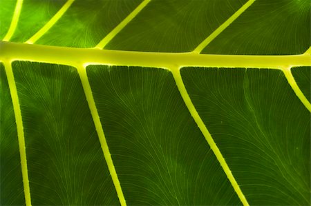 Abstract macro of a tropical leaf that is dark green with yellow veins. Stock Photo - Budget Royalty-Free & Subscription, Code: 400-04084918