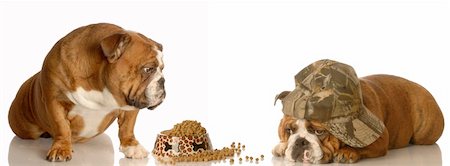 reject food - english bulldog looking on as another dog eats Stock Photo - Budget Royalty-Free & Subscription, Code: 400-04084974