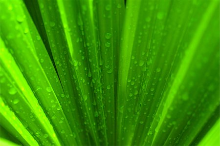 Waterdrop on a green palm leaf after rain Stock Photo - Budget Royalty-Free & Subscription, Code: 400-04085065