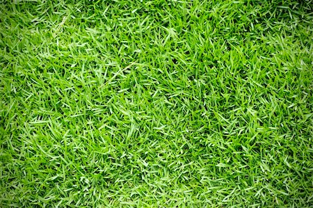 simsearch:400-05318999,k - Green grass background texture in a garden. Photographie de stock - Aubaine LD & Abonnement, Code: 400-04085067