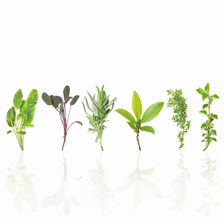 simsearch:400-07303169,k - Fresh herb leaf sprigs over white background. Stock Photo - Budget Royalty-Free & Subscription, Code: 400-04085226