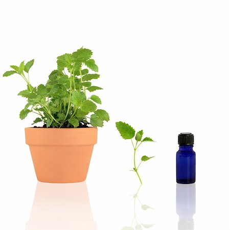 simsearch:400-04544414,k - Lemon balm herb growing in a terracotta pot with a specimen leaf sprig and an essential oil blue glass bottle, over white background. Stock Photo - Budget Royalty-Free & Subscription, Code: 400-04085227