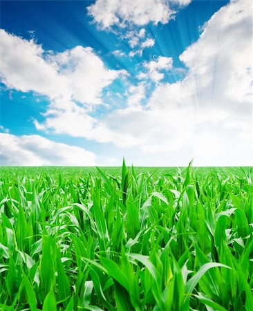 Green corn field under blue sky Stock Photo - Budget Royalty-Free & Subscription, Code: 400-04085235