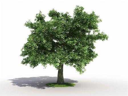 3d rendering of an isolated oak tree Stock Photo - Budget Royalty-Free & Subscription, Code: 400-04085812