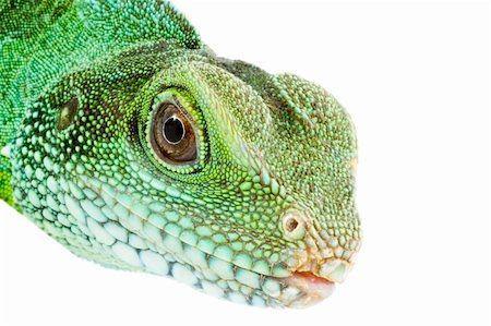 head and facel of an adult agama Physignathus cocincinus Stock Photo - Budget Royalty-Free & Subscription, Code: 400-04085885