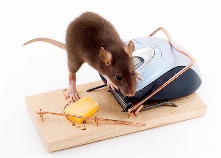 simsearch:400-03992981,k - a mouse used his computer sibling to get to the cheese Stock Photo - Budget Royalty-Free & Subscription, Code: 400-04085886