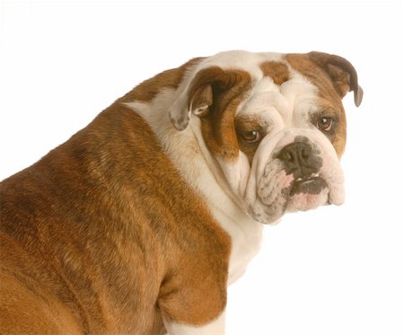 simsearch:400-04576043,k - red brindle english bulldog sitting looking at camera isolated on white background Stock Photo - Budget Royalty-Free & Subscription, Code: 400-04085889