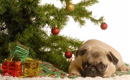 simsearch:400-05742476,k - cute fawn pug puppy laying down under christmas tree Photographie de stock - Aubaine LD & Abonnement, Code: 400-04085890