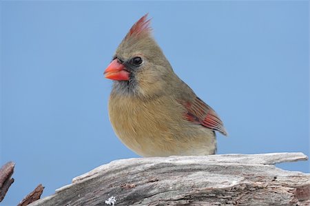 simsearch:400-04553192,k - Female Northern Cardinal (cardinalis cardinalis) on a stump with snow and a blue sky background Foto de stock - Super Valor sin royalties y Suscripción, Código: 400-04085919