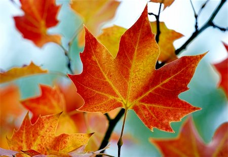 simsearch:400-04221461,k - Beautiful colored fall leaves - Great Autumn background Stock Photo - Budget Royalty-Free & Subscription, Code: 400-04087921