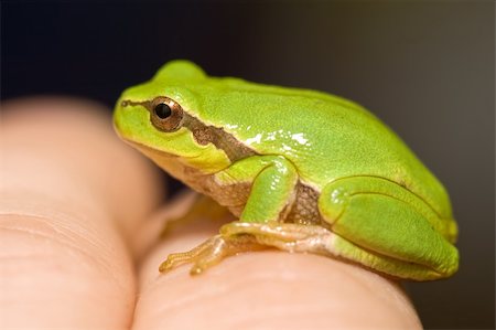 simsearch:400-04442300,k - Small green frog sitting on man's hand Photographie de stock - Aubaine LD & Abonnement, Code: 400-04088176