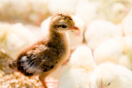 simsearch:400-04847950,k - A brown chick standing in yellow chicks group Photographie de stock - Aubaine LD & Abonnement, Code: 400-04089016