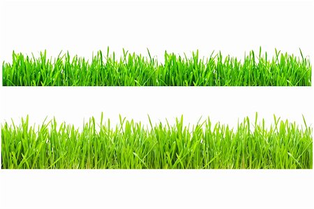 simsearch:400-05132684,k - Two types of green grass on a white isolated background Stockbilder - Microstock & Abonnement, Bildnummer: 400-04089722