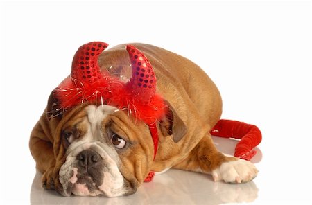 english bulldog dressed up as a red devil Fotografie stock - Microstock e Abbonamento, Codice: 400-04089774