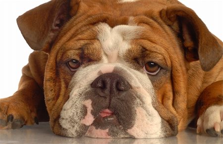 simsearch:400-04576043,k - red brindle english bulldog isolated on white background Stock Photo - Budget Royalty-Free & Subscription, Code: 400-04089784