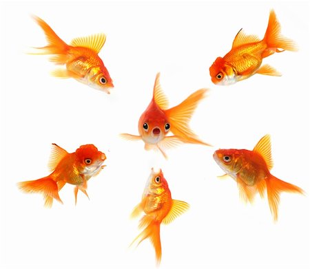 peer pressure - Angry Goldfish Ganging Up on a Peer. Concept Illustrates Pressure, Shock or Getting Caught Photographie de stock - Aubaine LD & Abonnement, Code: 400-04080889