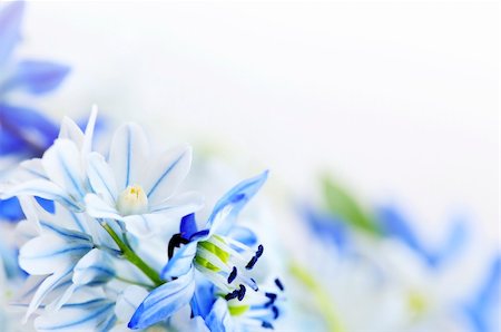 Floral background of first spring flowers close up Stock Photo - Budget Royalty-Free & Subscription, Code: 400-04080994