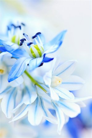 Floral background of first spring flowers close up Photographie de stock - Aubaine LD & Abonnement, Code: 400-04080993