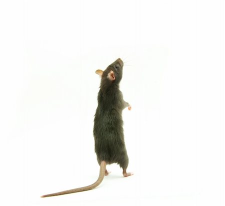 simsearch:400-04719873,k - funny rat  isolated on white background Stock Photo - Budget Royalty-Free & Subscription, Code: 400-04081127
