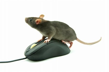 ratazana - Rat and a computer mouse on white background Foto de stock - Royalty-Free Super Valor e Assinatura, Número: 400-04081129