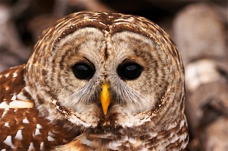 Barred Owl Examines the Photographer Foto de stock - Super Valor sin royalties y Suscripción, Código: 400-04081132