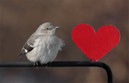 simsearch:400-04115071,k - Northern Mockingbird (Mimus polyglottos) with a red heart Photographie de stock - Aubaine LD & Abonnement, Code: 400-04081176