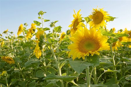 sunflower field rows - sunflower field on blue gradient sky Stock Photo - Budget Royalty-Free & Subscription, Code: 400-04081360