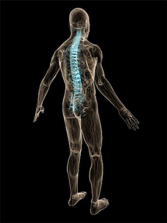simsearch:400-04008303,k - 3d rendered anatomy illustration of  a transparent human body with highlighted back Stockbilder - Microstock & Abonnement, Bildnummer: 400-04081640