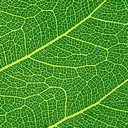 vector leaves macro texture Stock Photo - Budget Royalty-Free & Subscription, Code: 400-04081780