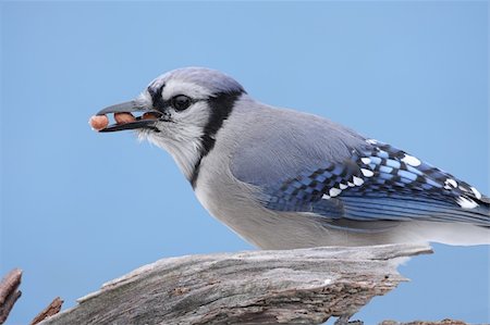 simsearch:400-04115071,k - Blue Jay (corvid cyanocitta) eating peanuts on a stump with a blue sky background Photographie de stock - Aubaine LD & Abonnement, Code: 400-04082035