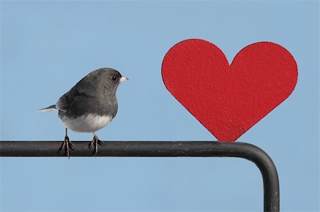 simsearch:400-04553192,k - Dark-eyed Junco (junco hyemalis) with a red Valentine heart Foto de stock - Super Valor sin royalties y Suscripción, Código: 400-04082104