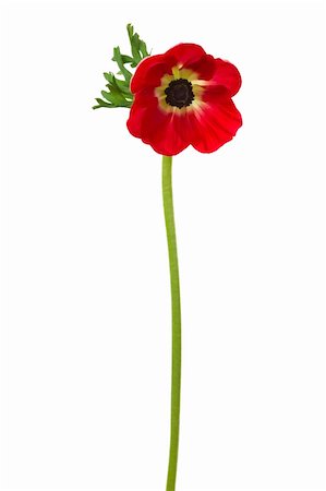 simsearch:400-04031781,k - Beautiful brightly red flower on a white background Stock Photo - Budget Royalty-Free & Subscription, Code: 400-04082100