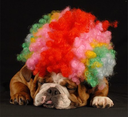 simsearch:400-09158556,k - english bulldog dressed up with clown wig on black background Foto de stock - Royalty-Free Super Valor e Assinatura, Número: 400-04082669