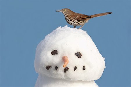 simsearch:400-04115071,k - Brown Thrasher (Toxostoma rufum) in winter on a snowman Photographie de stock - Aubaine LD & Abonnement, Code: 400-04082730