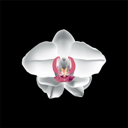 simas2 (artist) - Vector illustration of a white orchid on a black background. Foto de stock - Royalty-Free Super Valor e Assinatura, Número: 400-04082777