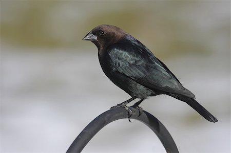 Brown-headed Cowbird (Molothrus ater) on a perch Stock Photo - Budget Royalty-Free & Subscription, Code: 400-04082798