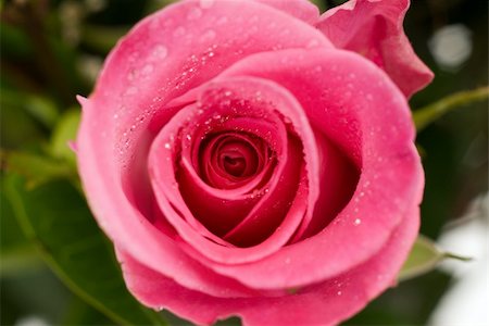 simsearch:400-05094809,k - Closeup view of the inside of a single rose Stock Photo - Budget Royalty-Free & Subscription, Code: 400-04082792