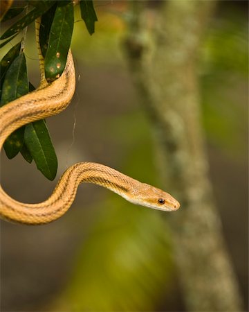 A snake is hanging from a low branch in a tree. Stock Photo - Budget Royalty-Free & Subscription, Code: 400-04082878