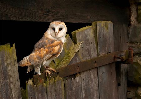 A Barn Owl captured on an old barn door in Wales, UK. Stock Photo - Budget Royalty-Free & Subscription, Code: 400-04082883