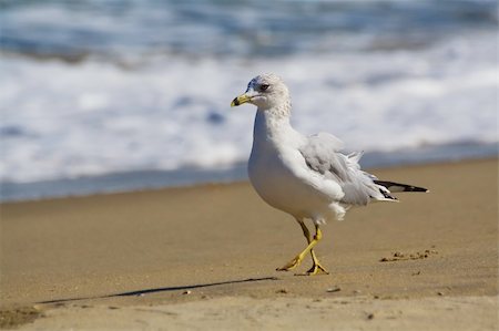 simsearch:696-05780753,k - Seagull walking on the beach in Virginia beach Foto de stock - Super Valor sin royalties y Suscripción, Código: 400-04082925