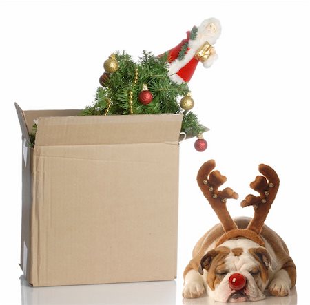 simsearch:400-04085890,k - christmas tree packed up in box with dog dressed up as rudolph sleeping beside it Foto de stock - Royalty-Free Super Valor e Assinatura, Número: 400-04083119