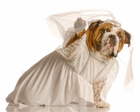 adorable english bulldog dressed up as a bride isolated on white background Stock Photo - Budget Royalty-Free & Subscription, Code: 400-04083128
