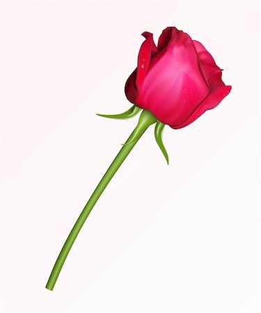 single red rose bud - A single red rose on a white background Stock Photo - Budget Royalty-Free & Subscription, Code: 400-04083144