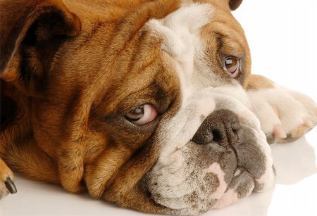 simsearch:400-04576043,k - red brindle english bulldog looking up to camera with big bright eyes Stock Photo - Budget Royalty-Free & Subscription, Code: 400-04083146