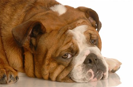 simsearch:400-04232814,k - red brindle english bulldog with pouting sad expression isolated on white Foto de stock - Royalty-Free Super Valor e Assinatura, Número: 400-04083165