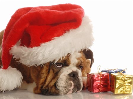 scrooge - english bulldog with colorful gift wrapped presents Photographie de stock - Aubaine LD & Abonnement, Code: 400-04083194