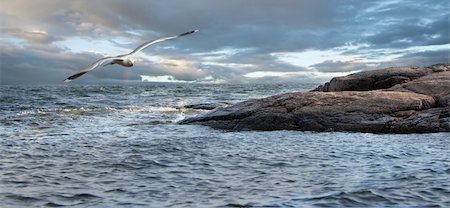simsearch:400-04900478,k - It is growing dark. A bad weather. The bird struggles with a wind, coming back to rocky coast. Photographie de stock - Aubaine LD & Abonnement, Code: 400-04083199