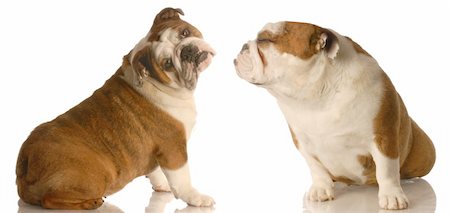 simsearch:400-04307087,k - english bulldog reaching out for kiss while other one has a not today expression Foto de stock - Royalty-Free Super Valor e Assinatura, Número: 400-04083204