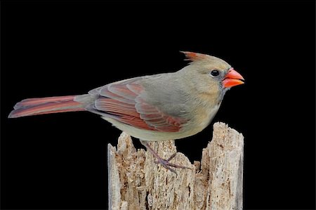 simsearch:400-04085919,k - Female Northern Cardinal (cardinalis cardinalis) on a log with a black background Foto de stock - Super Valor sin royalties y Suscripción, Código: 400-04083209